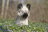 SKYE TERRIER 095